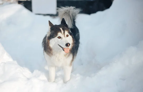 Kışın Kahverengi Gözlü Sibirya Husky Köpek Siyah Beyaz Renk — Stok fotoğraf