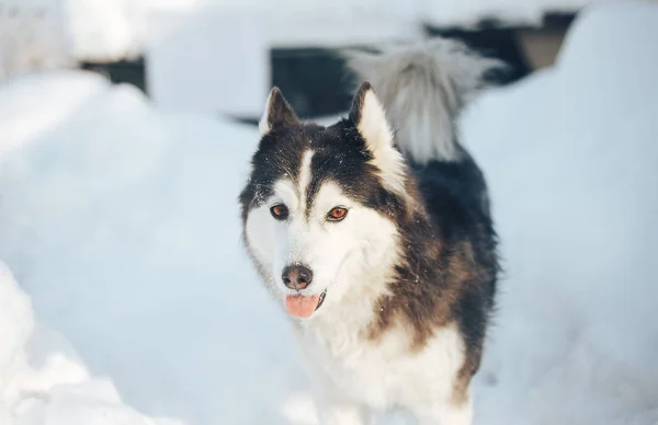 Сибирская Хаски Собака Черно Белого Цвета Карими Глазами Зимой — стоковое фото