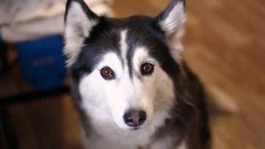 Güzel kahverengi hüzünlü gözleri kameraya bakarak ile güzel bir Husky büyüleyici bir close-up