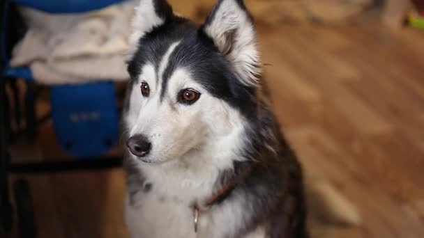 Zwarte Witte Siberische Husky Hond Met Bruine Ogen Luister Naar — Stockvideo