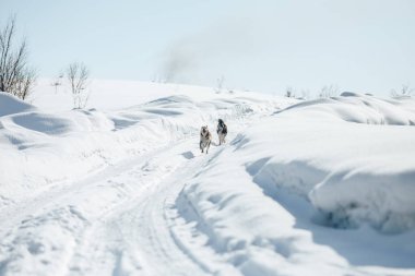 Birlikte çalışan iki komik mutlu Sibirya Husky köpek Snowy Park güneşli kış günü açık. Köpek gülümsüyor. Karda etkin köpekler Play.