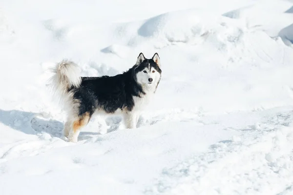 哈士奇狗躺在雪地里.黑白相间的西伯利亚哈士奇，蓝眼睛，在冬季公园散步. — 图库照片