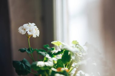 Beyaz masa arka planda dekorasyon iç oda beyaz güzel çiçek için çiçek bir fincan.