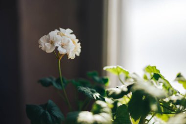 Beyaz masa arka planda dekorasyon iç oda beyaz güzel çiçek için çiçek bir fincan.