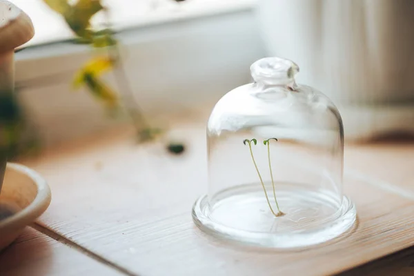 Planta verde fresca sob um banco de bulbo frasco tampa de vidro na janela da primavera — Fotografia de Stock