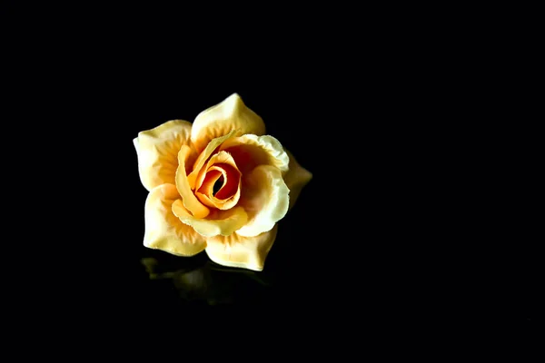 Belle rose jaune isolée sur fond noir — Photo