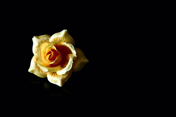 Hermosa rosa amarilla aislada sobre fondo negro — Foto de Stock