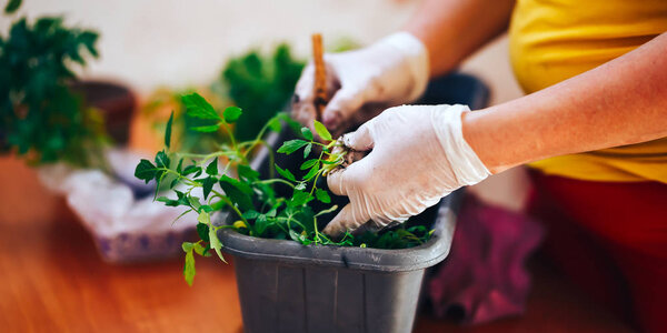Womans hands in white gloves plant seedlings of tomato in plastic black pot at home. Transplanting seedlings in a pot