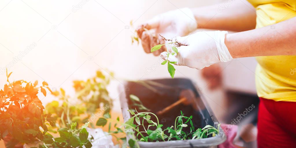tomatoes seedlings at hands in gloves keep sprout is going o plant into plastic pot, transportayion before olant in ground outdoor