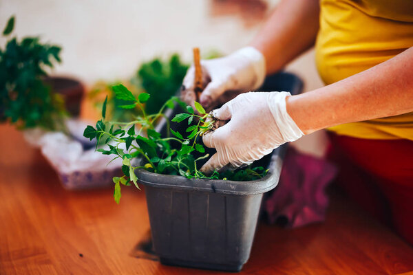 Womans hands in white gloves plant seedlings of tomato in plastic black pot at home. Transplanting seedlings in a pot