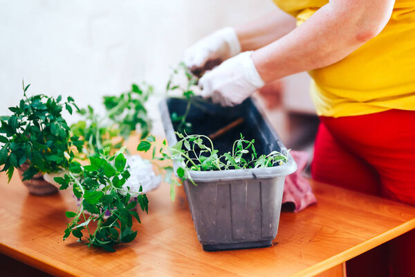 tomatoes seedlings at hands in gloves keep sprout is going o plant into plastic pot, transportayion before olant in ground outdoor