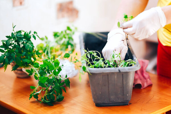Womans hands in white gloves plant seedlings of tomato in plastic black pot at home. Transplanting seedlings in a pot