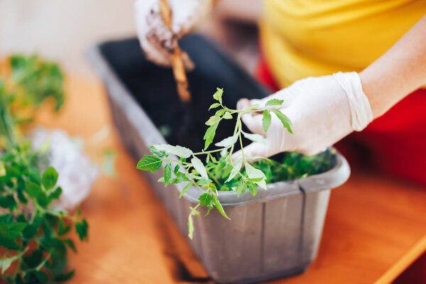Womans hands in white gloves plant seedlings of tomato in plastic black pot at home. Transplanting seedlings in a pot