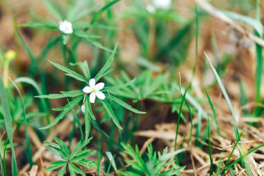 erken ilkbaharda kar sonra eski yaprakları arasında çim ormanda küçük beyaz çiçek