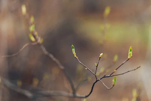Blomstrende grønne knopper med blader på brunsjen om våren. Nærme valgt fokus. – stockfoto