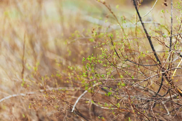 Bourgeons verts fleuris avec des feuilles sur le brunch au printemps close up focus sélectionné — Photo