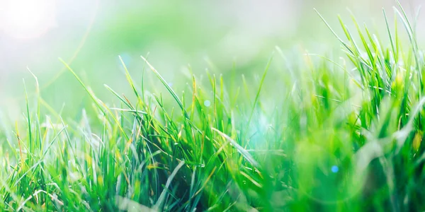 Абстрактный свежий естественный фон зеленой травы и красота размыты боке. Селективный фокус крупным планом для абстрактного размытия в кадре. весна — стоковое фото