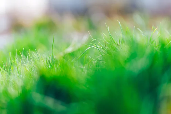 Abstrato fundo natural fresco de grama verde e beleza borrada bokeh. Foco seletivo close-up para abstrato borrado em tiro. tempo de primavera — Fotografia de Stock