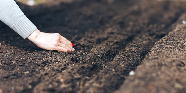 Mão de mulher colocando sementes no solo na primavera. Semear sementes de legumes. A mão da mulher faz pequenas sementes na terra negra — Fotografia de Stock
