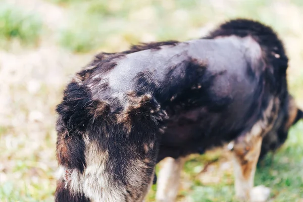 köpek derisi hasta büyük köpek Dermatit ve Hastalık, köpeklerde cildin kel yamalı alan, alopesi