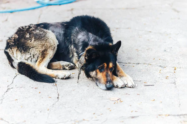 Grande cane malato Dermatite e malattia sulla pelle del cane, zona chiazzata calva della pelle nei cani, alopecia — Foto Stock