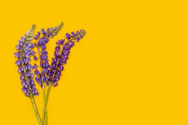 sarı arka plan üzerinde mor mor lupine, metin için alan, üst görünüm flatlay