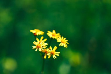 yeşil doğa bokeh arka plan ile yaz ilkbahar calendula sarı çiçekler arka plan