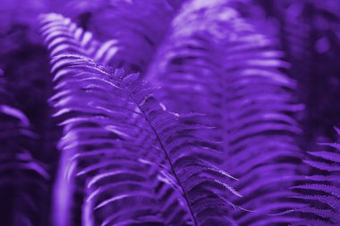 Güzel eğrelti otu mor çiçek eğrelti otu arka plan bırakır. Ultra Violet resmin yaratıcı ve karamsar rengi