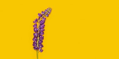 sarı arka plan üzerinde mor mor lupine, metin için alan, üst görünüm flatlay
