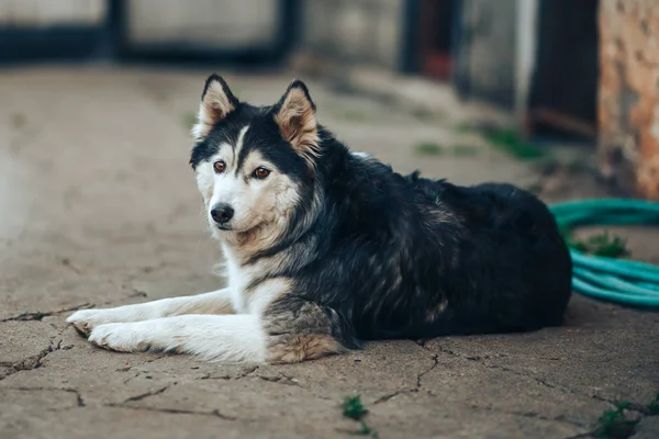 sibirya husky köpek siyah ve beyaz kahverengi gözlü evde bahçesinde yalan, 8 yaşında sis