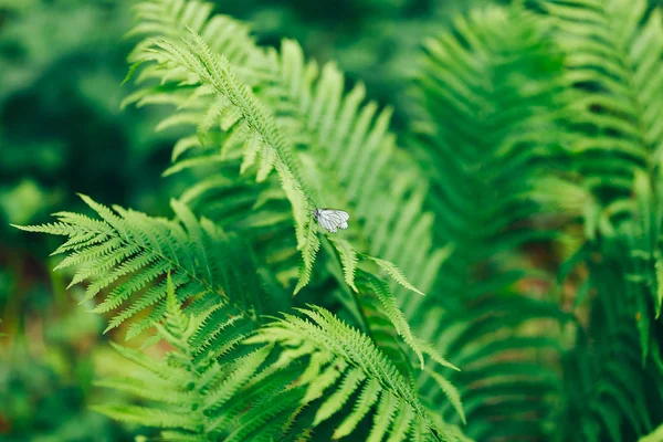 美しいシダは緑の葉を残します太陽の下で自然な花のシダの背景 — ストック写真