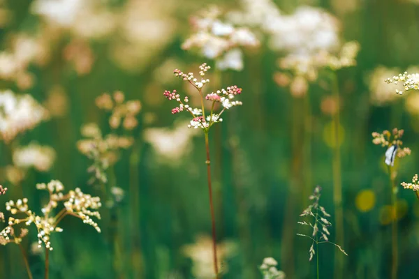 日出时，夏季白色野花牛帕斯利 — 图库照片