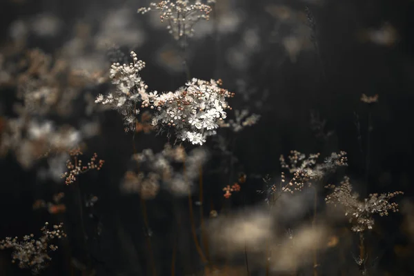 Photo look vintage du printemps. Écureuil gris de l'Est. fleurs sauvages de noir et blanc et jaune photo — Photo