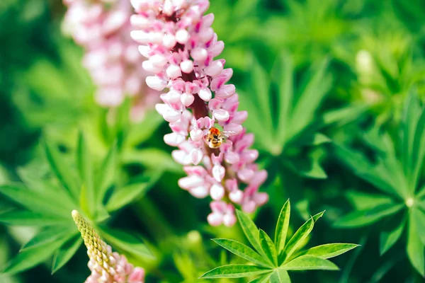 大黄蜂从紫色狼疮的花朵收集花粉 — 图库照片