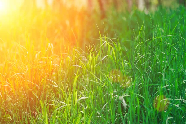 Fundo de grama verde com luz solar laranja, tempo de primavera de verão brilhante — Fotografia de Stock