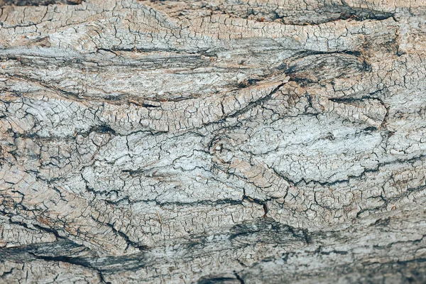 テクスチャグレーの木の樹皮の背景。木製の背景 — ストック写真