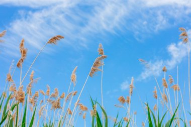 ilk planda beyaz bulutlar ve yeşil canes ile gökyüzü