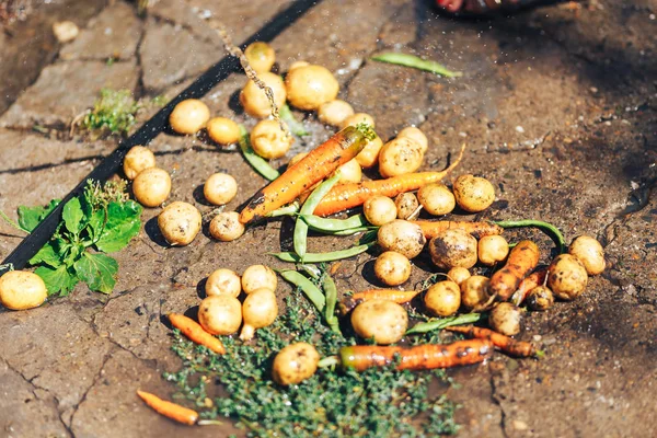 Diferentes verduras lavadas frescas e verdes fecham-se em uma grama — Fotografia de Stock