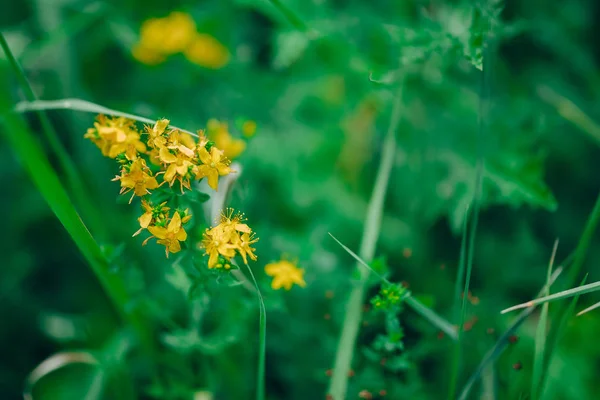 花草甸，金银花，女士的稻草或黄色的稻草。金银花是一种多年生草本植物.健康植物 — 图库照片