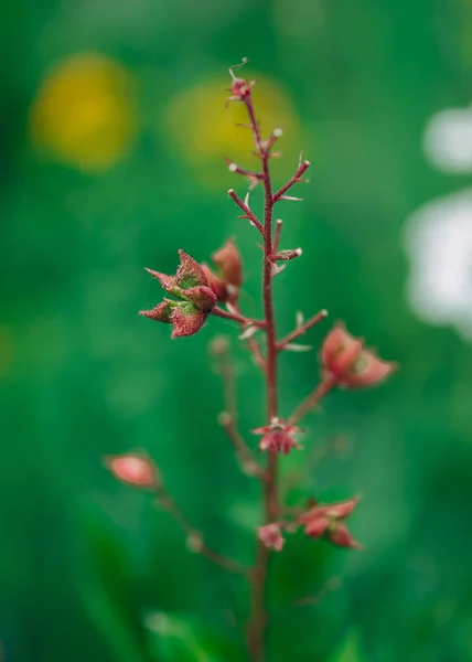 Dictamnus albus - arbusto de Moisés, o arbusto ardente. foco selecionado, natureza flor rosa — Fotografia de Stock