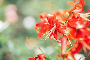 Yaz bahçesinde güzel kırmızı Lily kraliyet bukleler