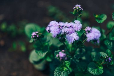 bulanık yapraklı arka plan üzerinde Ageratum houstonianum diş ipi parlak mavi çiçekler