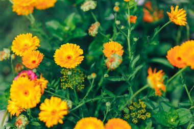 bahçede yeşil arka plan üzerinde parlak sarı gerbera