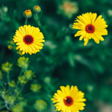 bahçede yeşil arka plan üzerinde parlak sarı gerbera