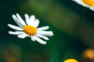 yeşil bir arka plan karşı mükemmel bir tek papatya papatya yakın çekim