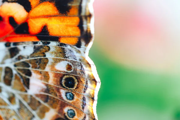 Primer plano macro de mariposa de la tortuga sentada en una flor — Foto de Stock