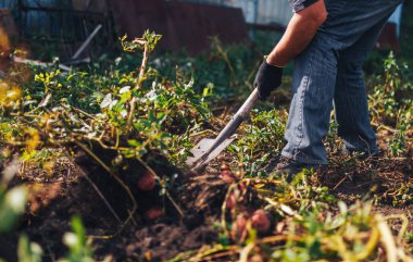 Hasat zamanı kavramı. Çiftçi topraktan taze organik patates hasat