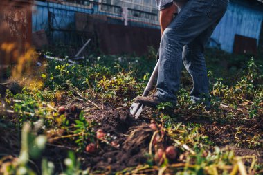 Hasat zamanı kavramı. Çiftçi topraktan taze organik patates hasat