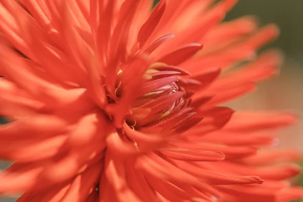 Gros plan de dahlia fleur rouge macro photo mise au point sélectionnée — Photo