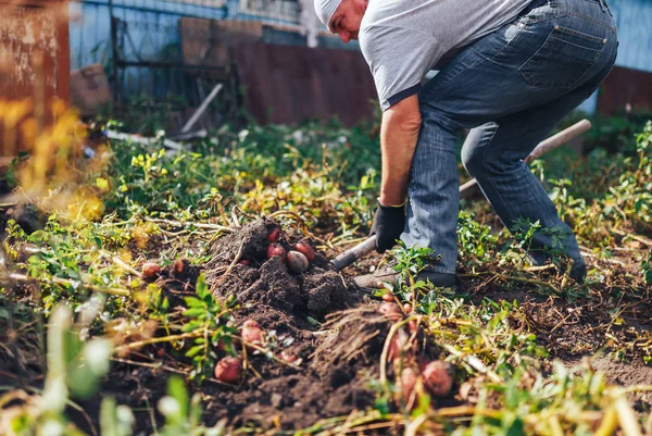 Conceito de colheita. Agricultor colhendo batatas orgânicas frescas do solo — Fotografia de Stock